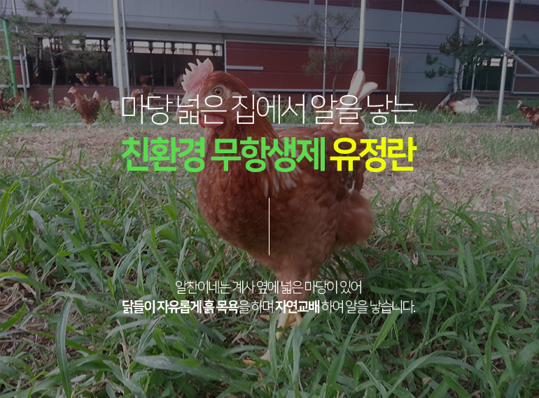 <big><b>친환경 무항생제 유정란</b></big><br/>